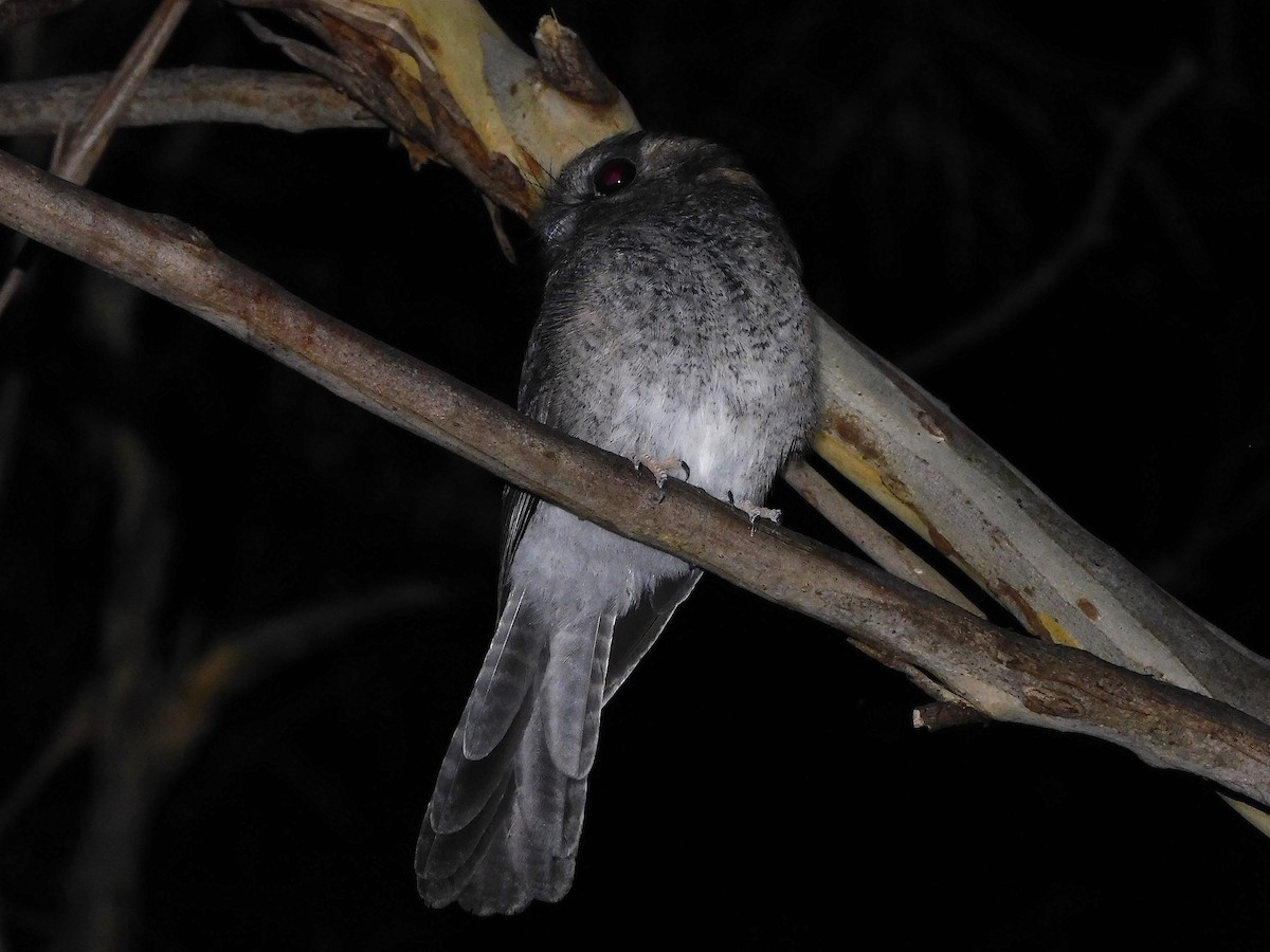 Australian Owlet-nightjar - ML434360971