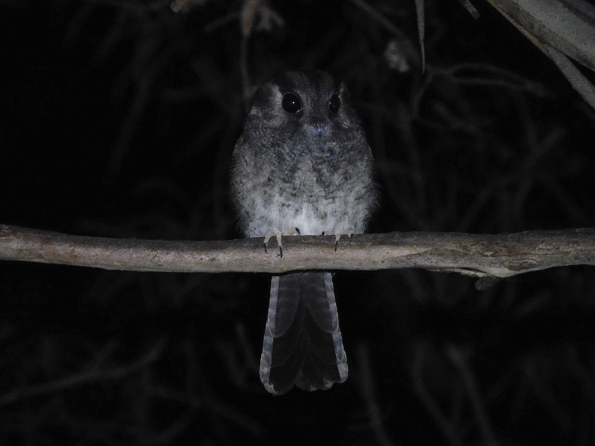 Australian Owlet-nightjar - ML434361951