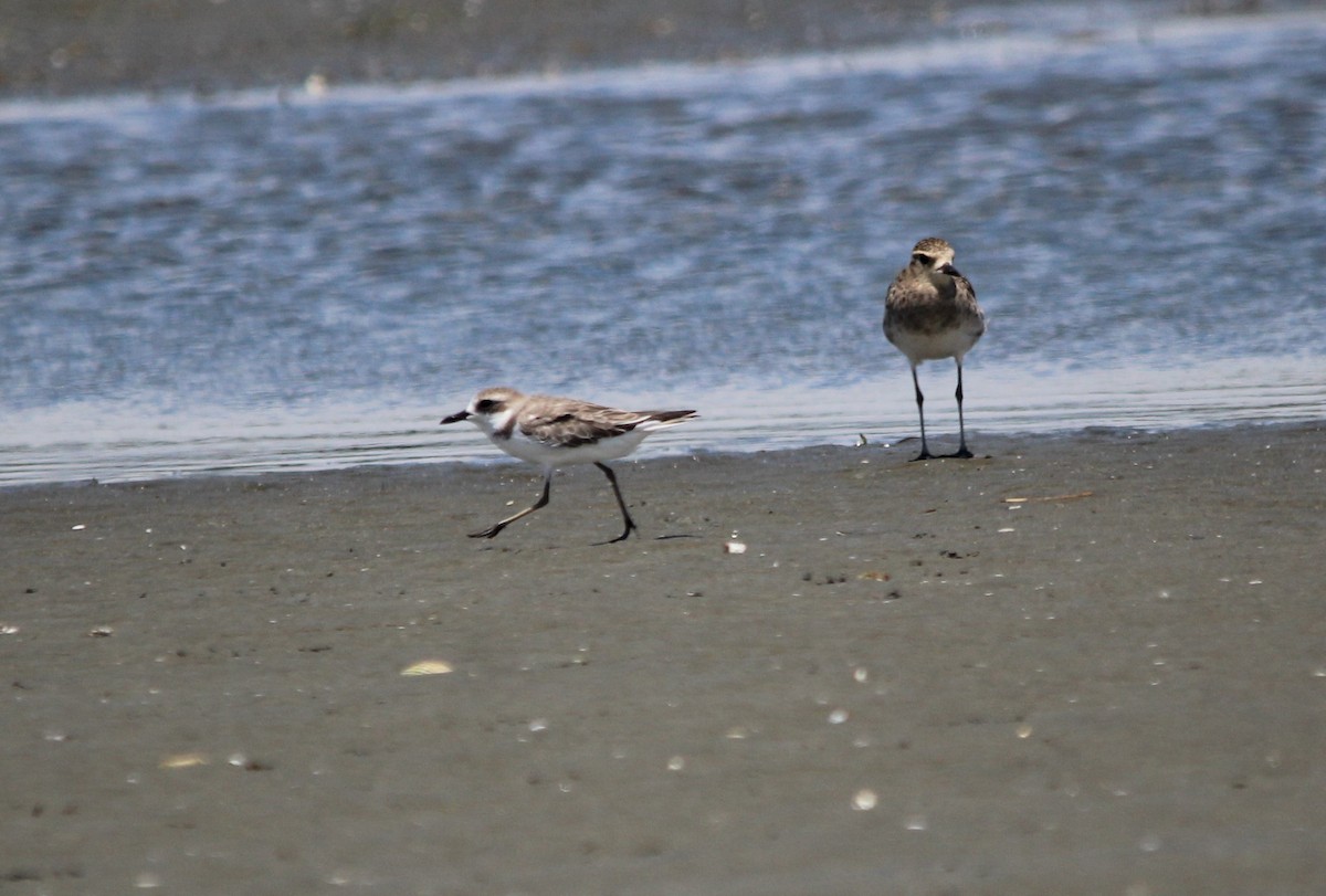 Greater Sand-Plover - Mark O'Brien
