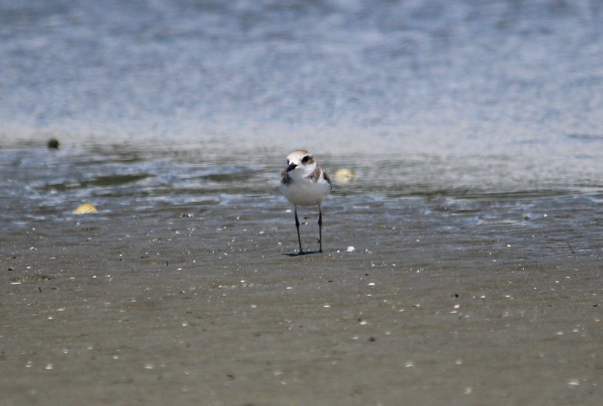 Greater Sand-Plover - Mark O'Brien