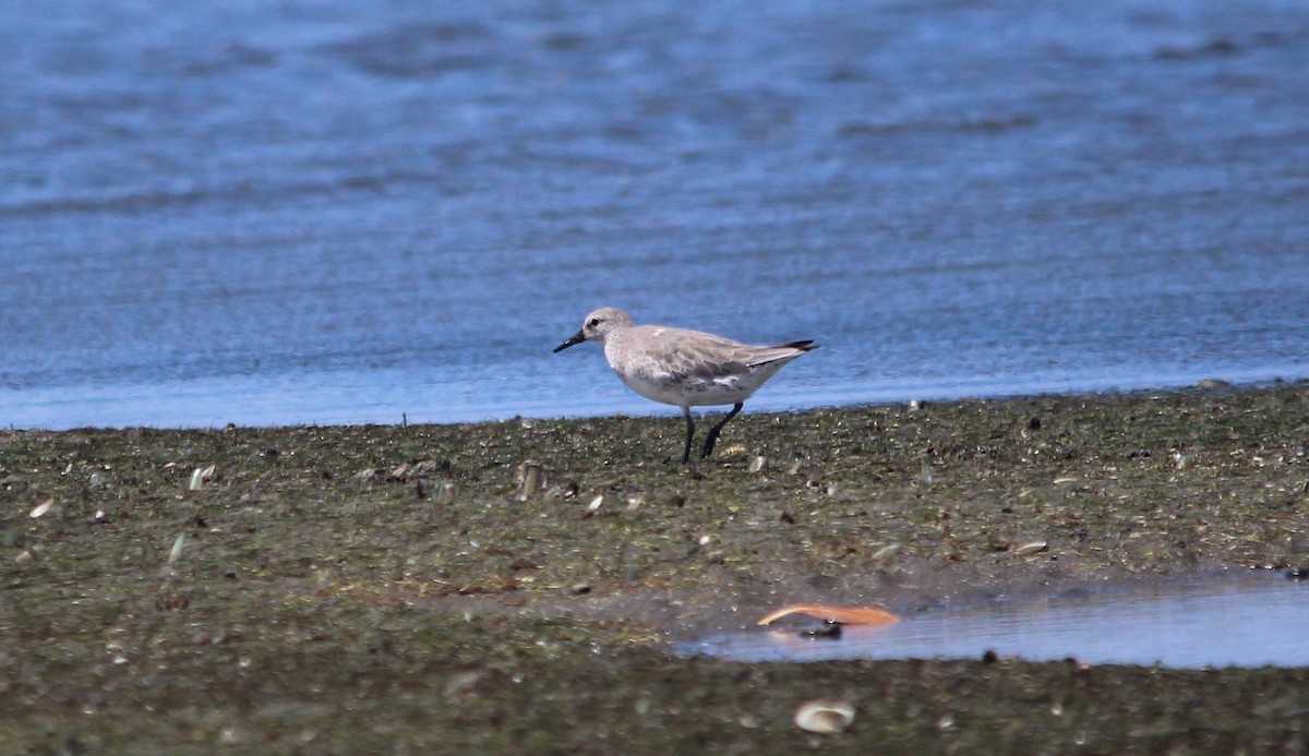 Red Knot - ML43436311
