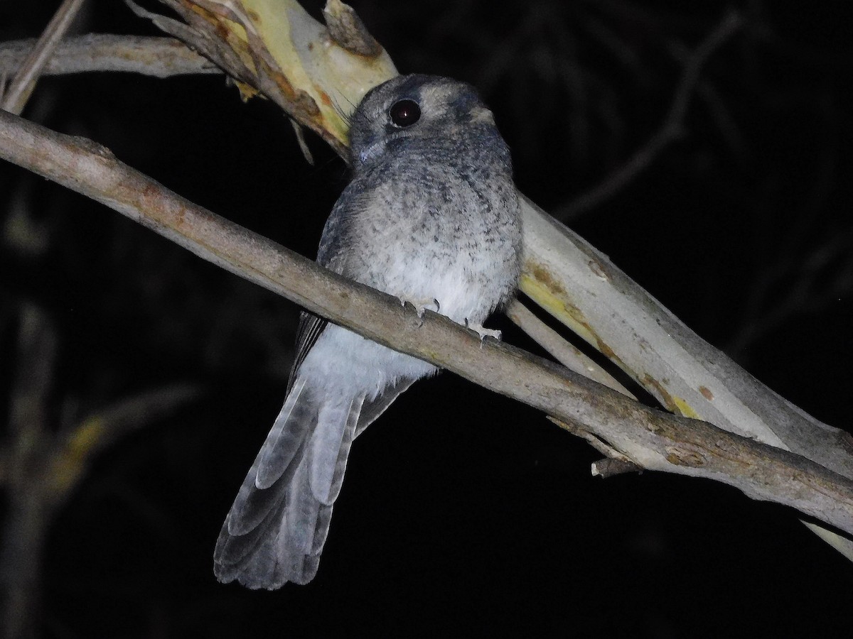 Australian Owlet-nightjar - ML434367841