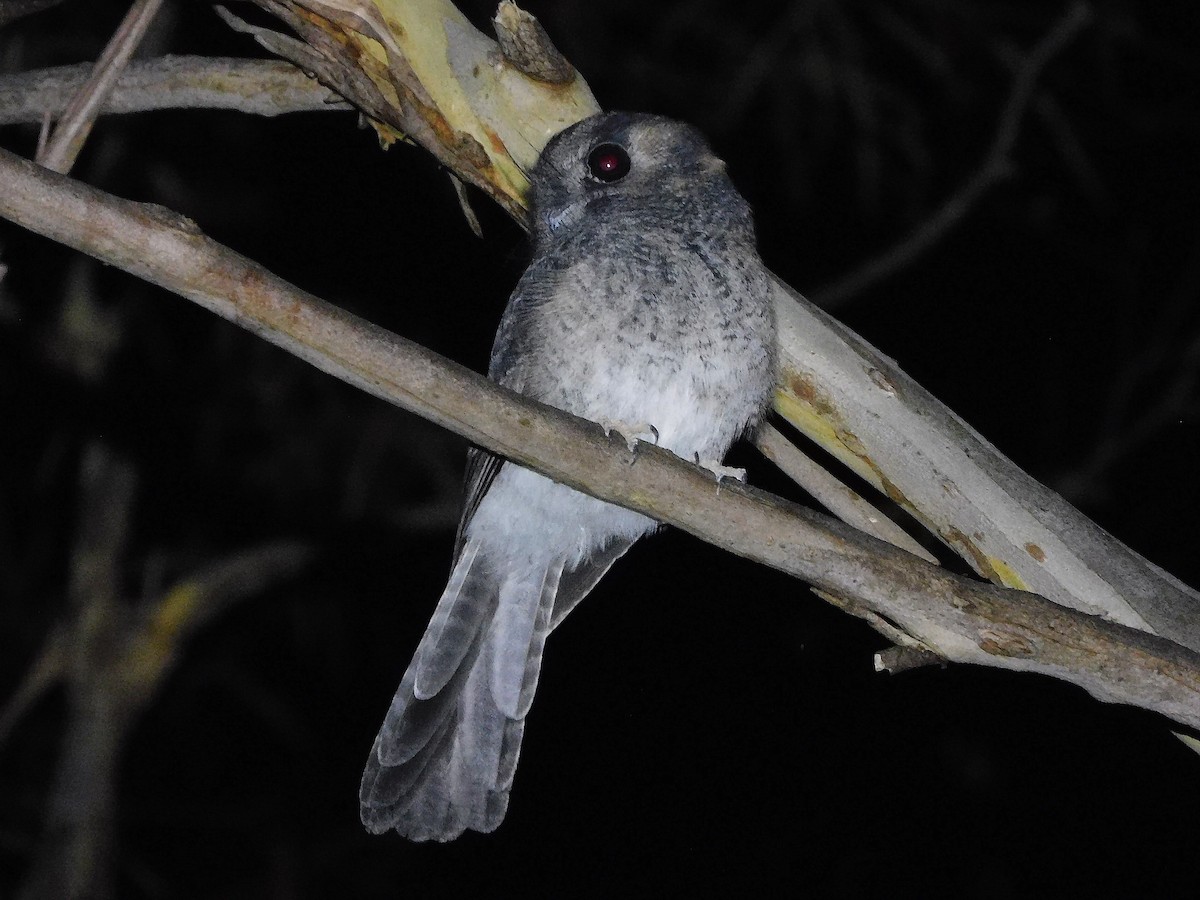 Australian Owlet-nightjar - George Vaughan