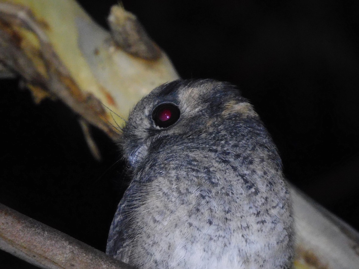 Australian Owlet-nightjar - ML434368791