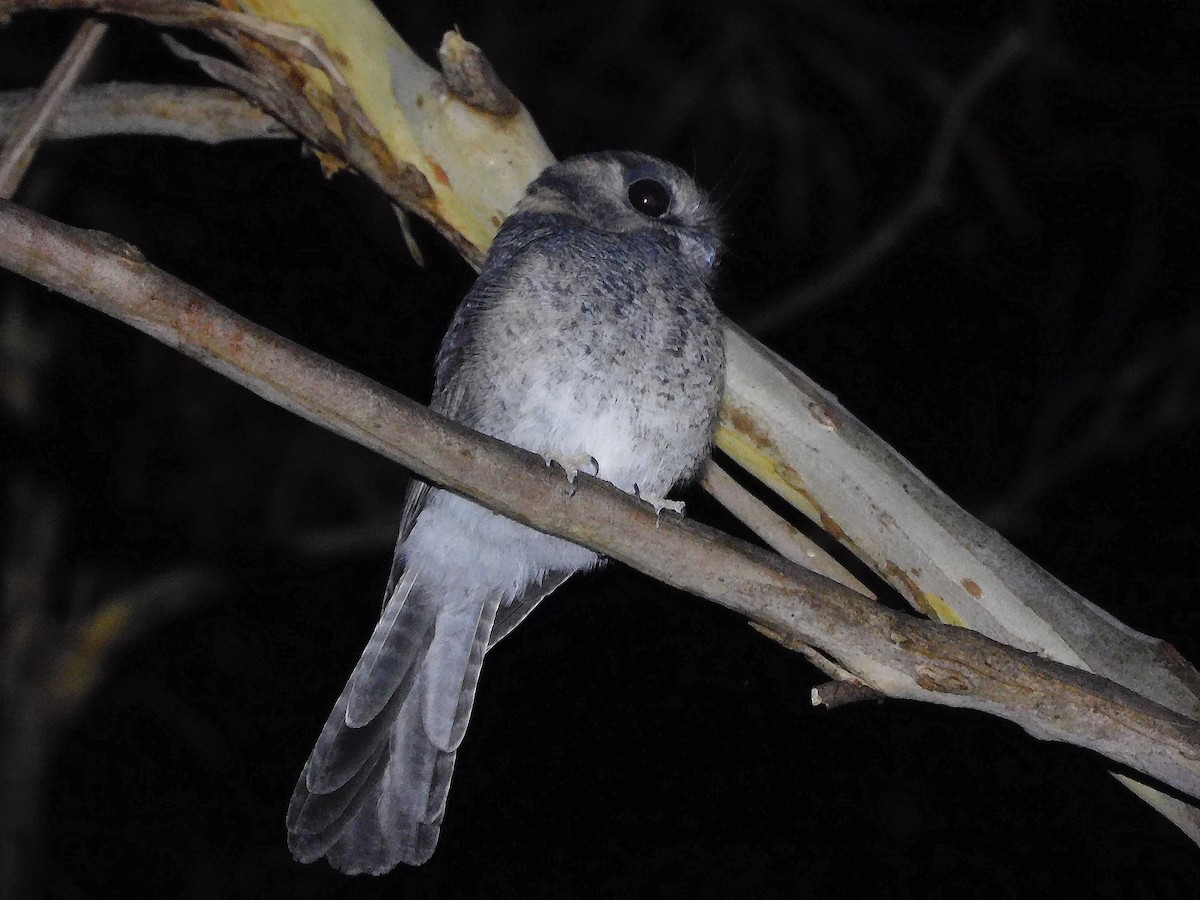 Australian Owlet-nightjar - ML434369681
