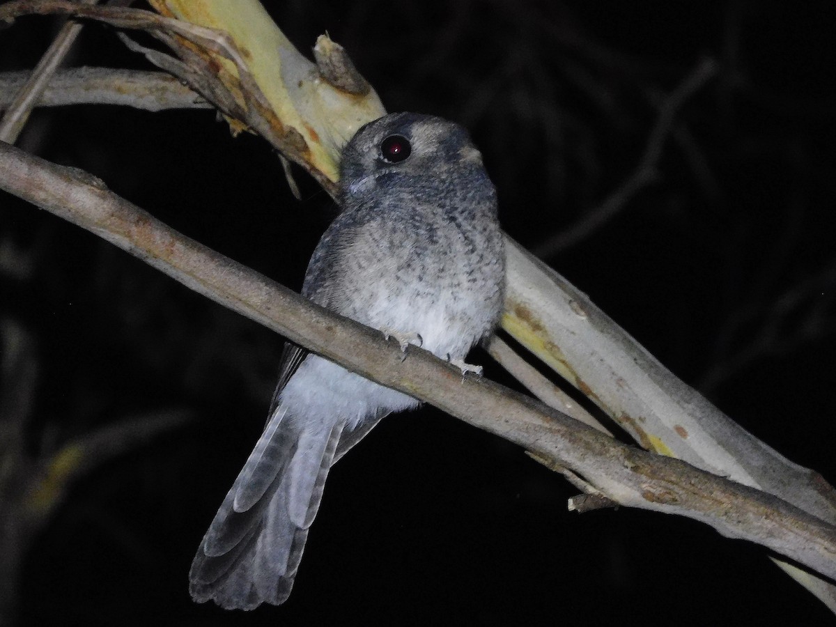 Australian Owlet-nightjar - ML434370721