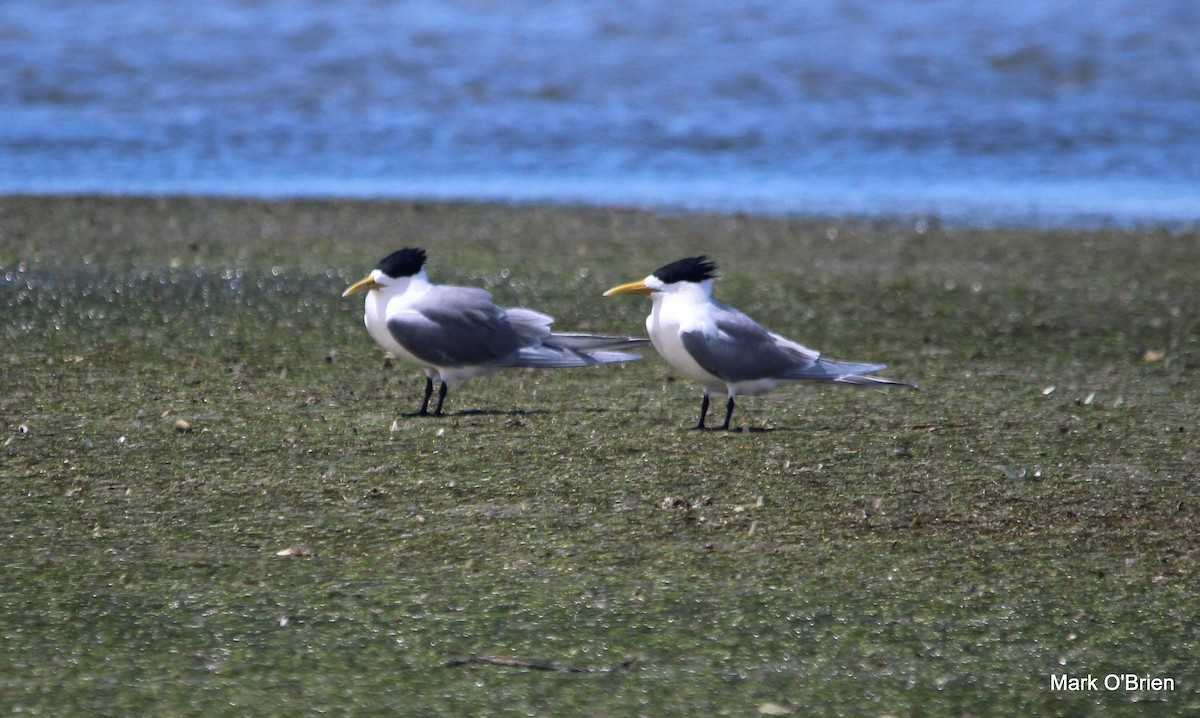 Great Crested Tern - ML43437211