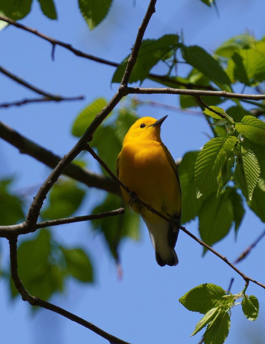 Prothonotary Warbler - ML434373731