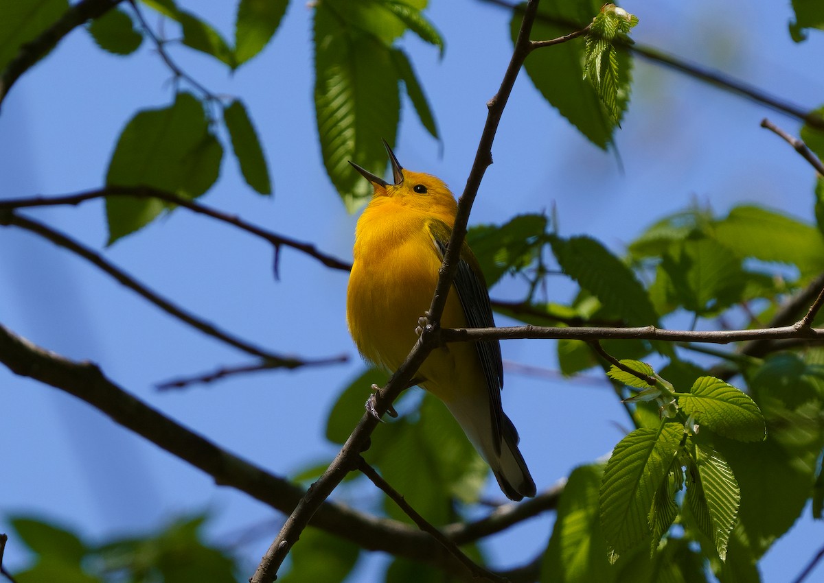 Prothonotary Warbler - ML434373751