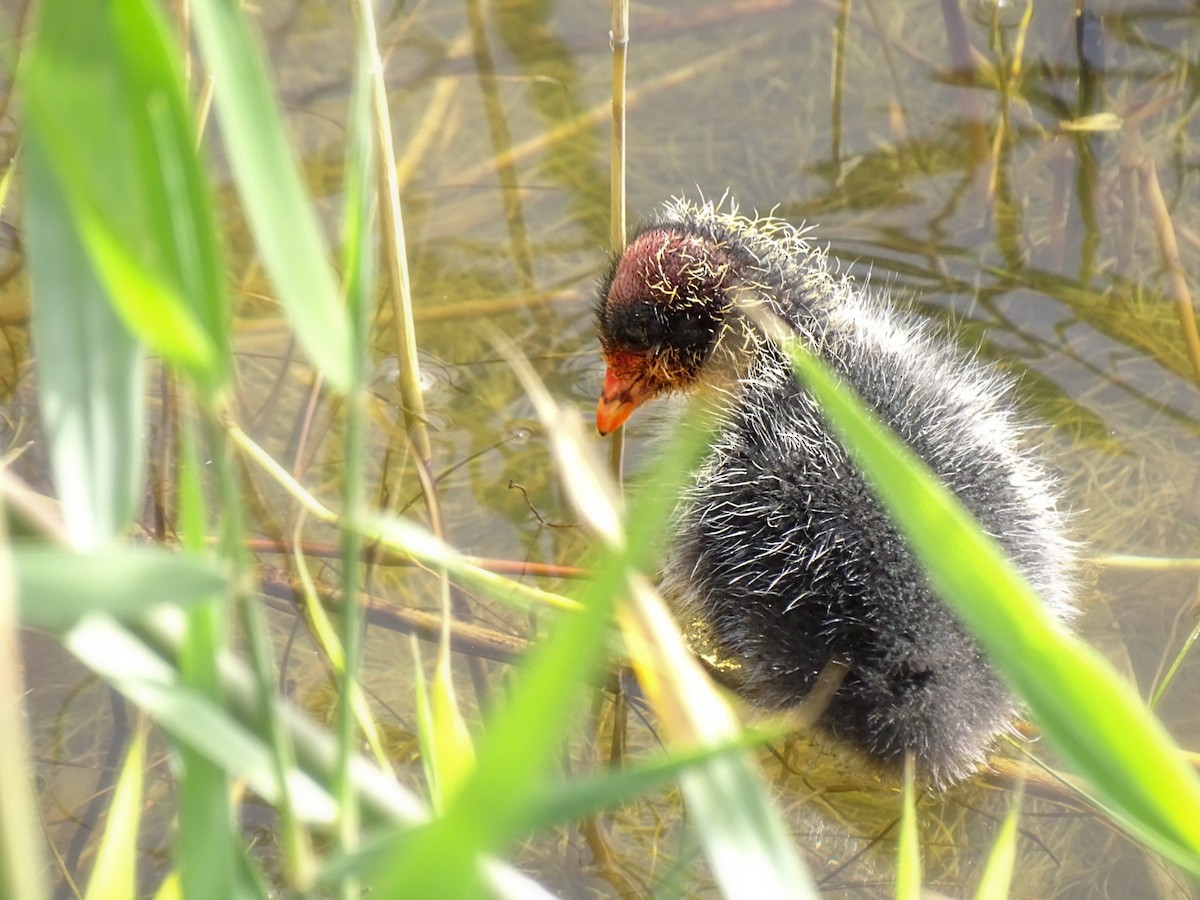Red-knobbed Coot - ML434376211