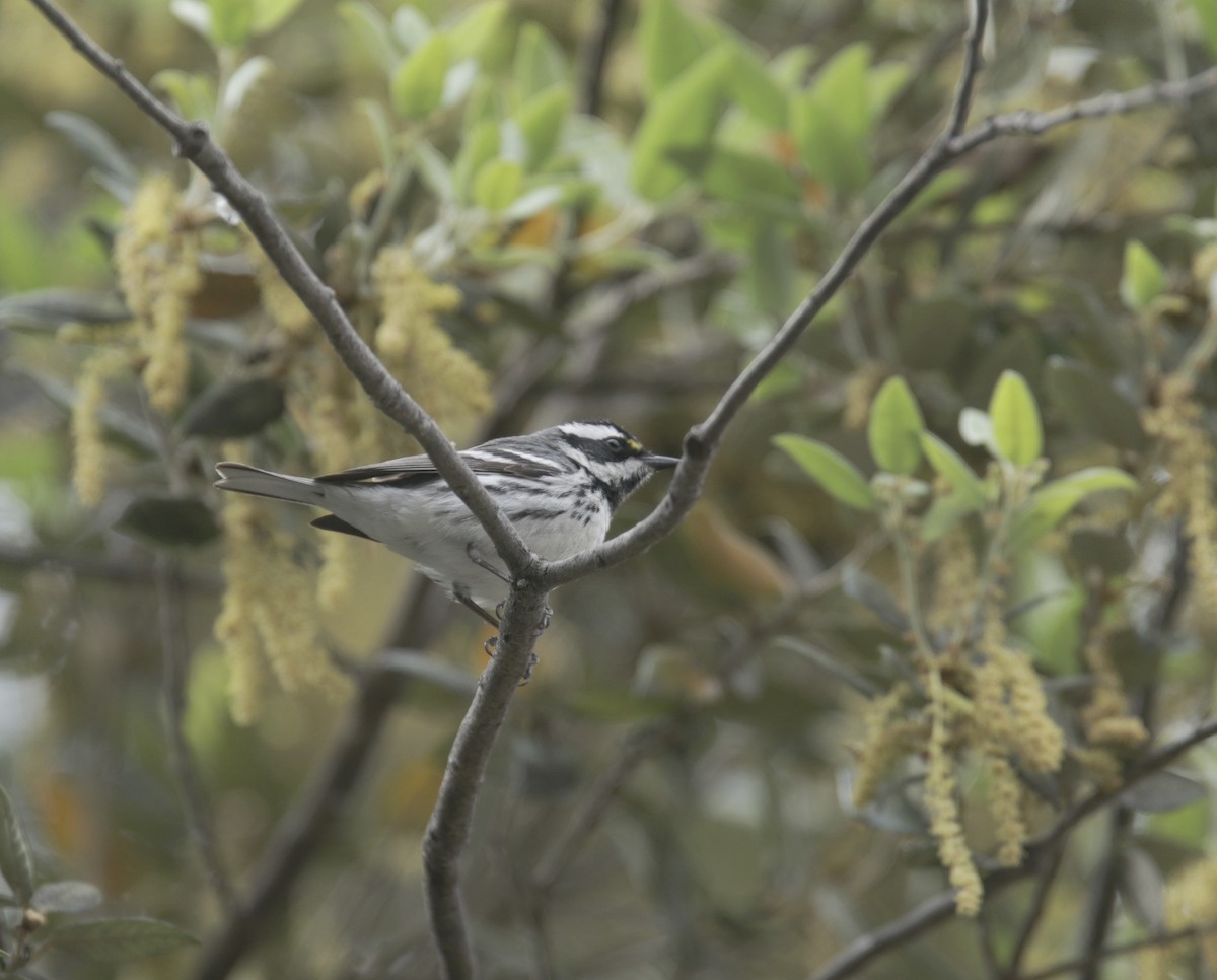 Black-throated Gray Warbler - ML434376261