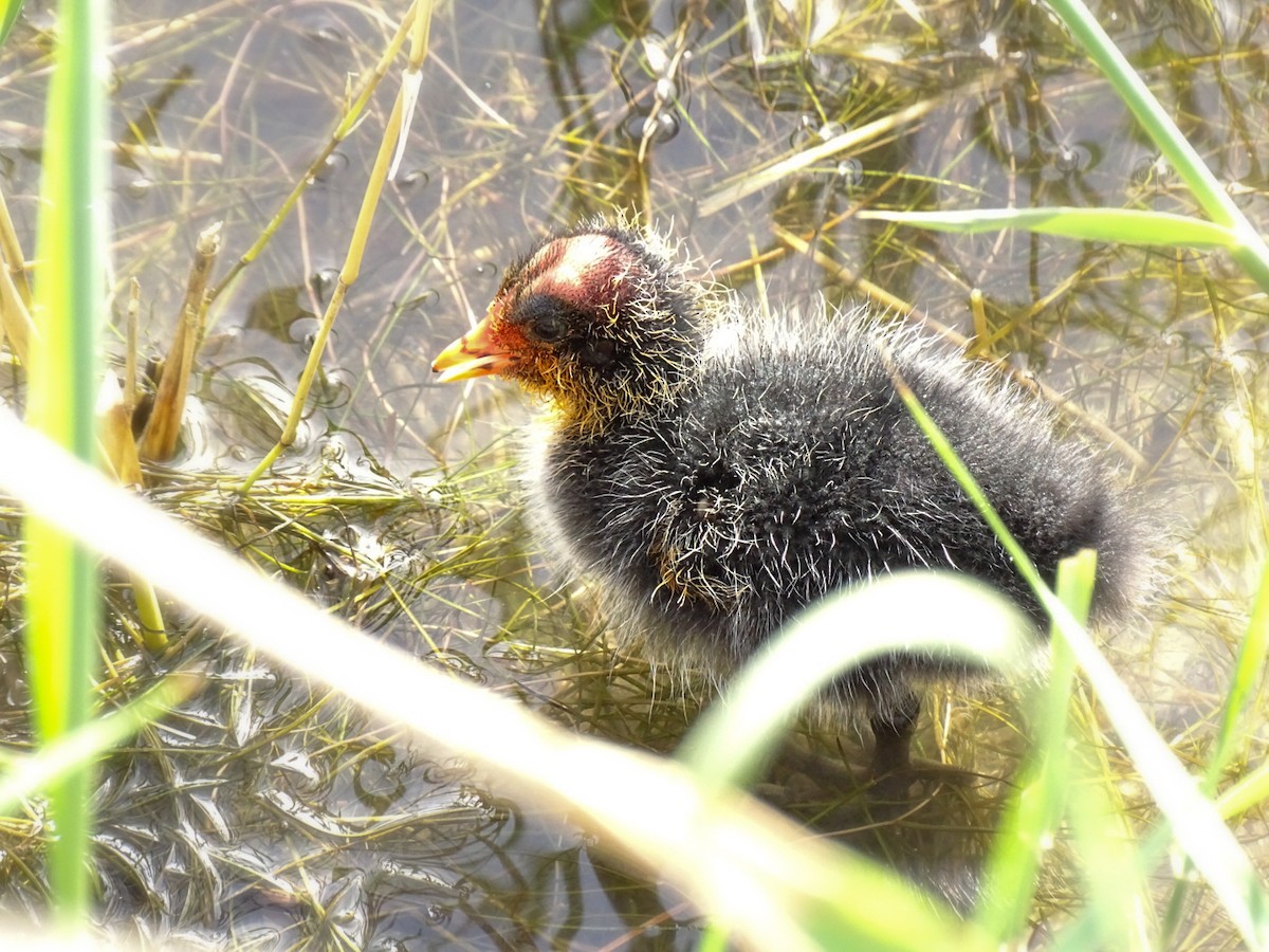 Red-knobbed Coot - ML434376301