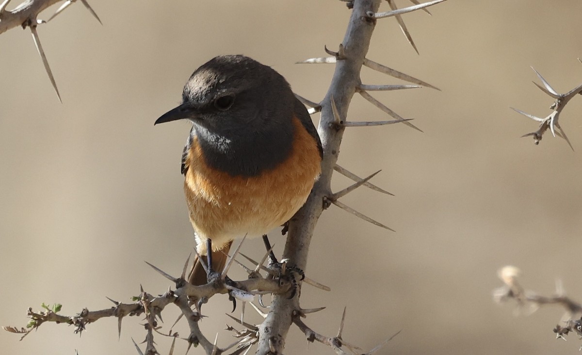 Little Rock-Thrush - ML434382241