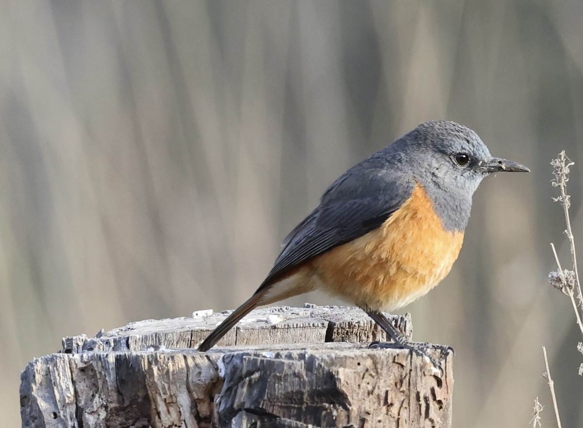 Little Rock-Thrush - ML434390841