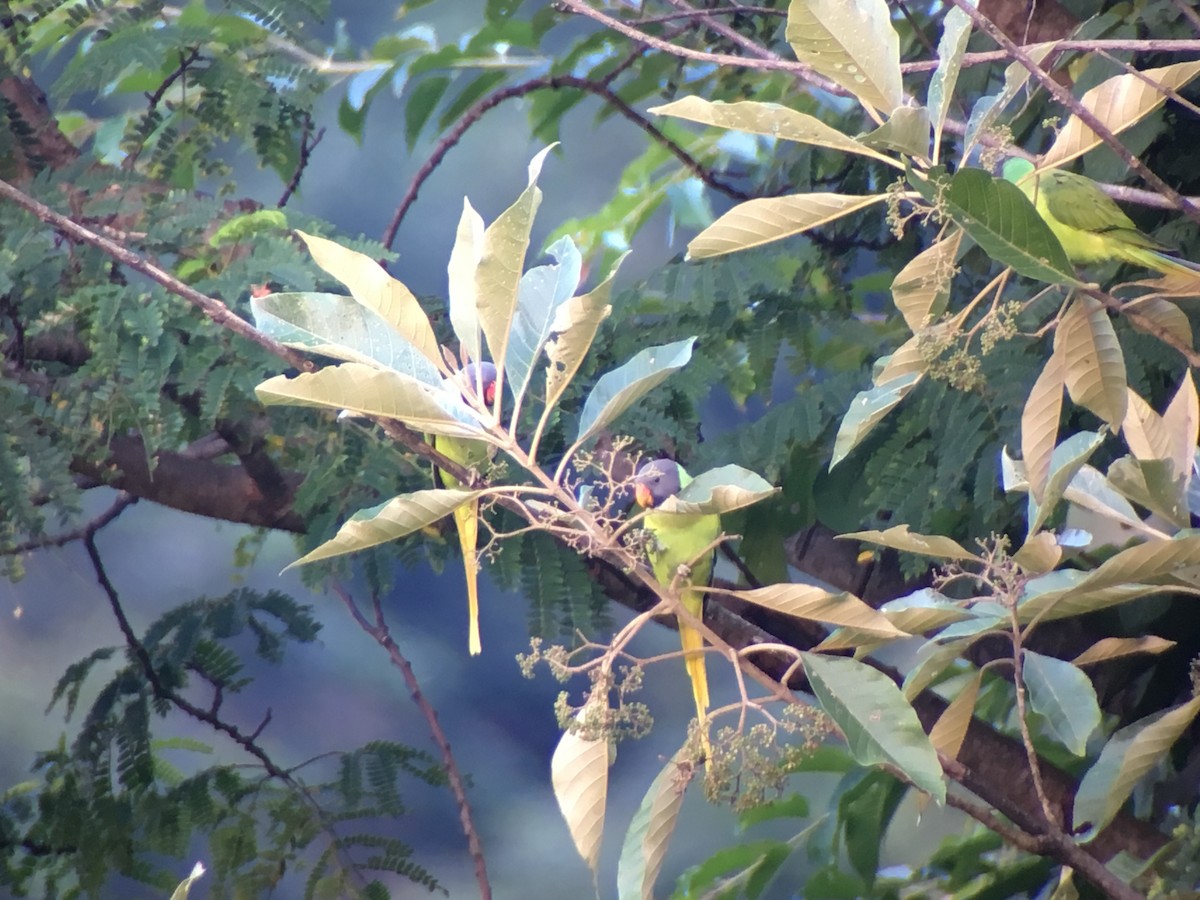 Gray-headed Parakeet - ML43439981