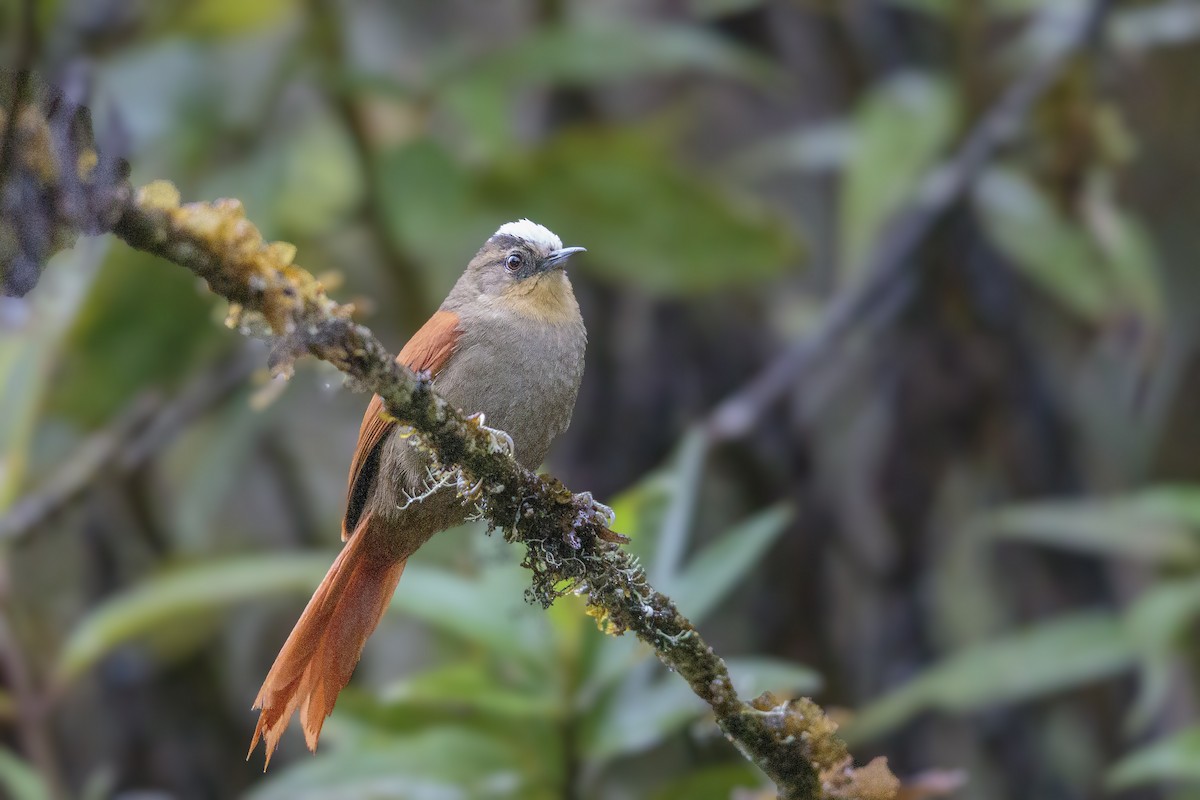 Marcapata Spinetail (Pale-crowned) - ML434402361
