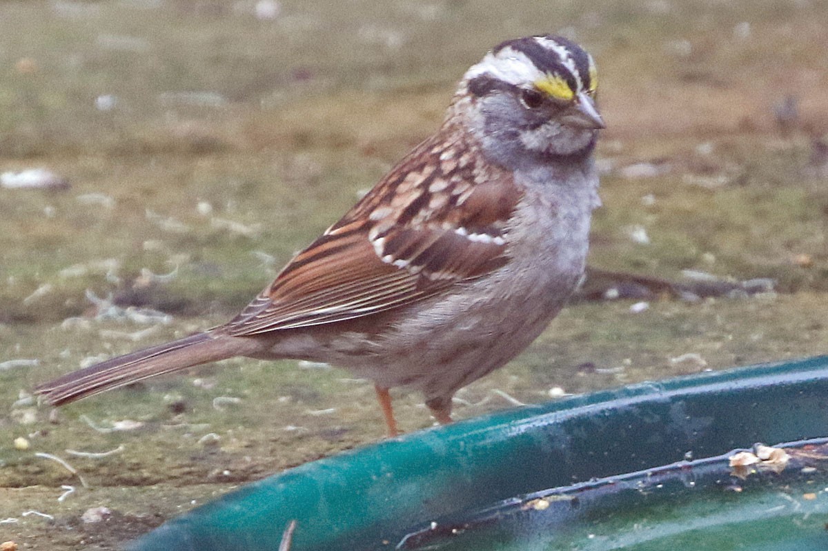 White-throated Sparrow - ML434407361