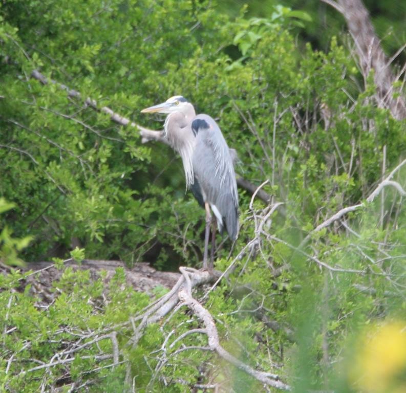 Great Blue Heron - Christopher Pipes