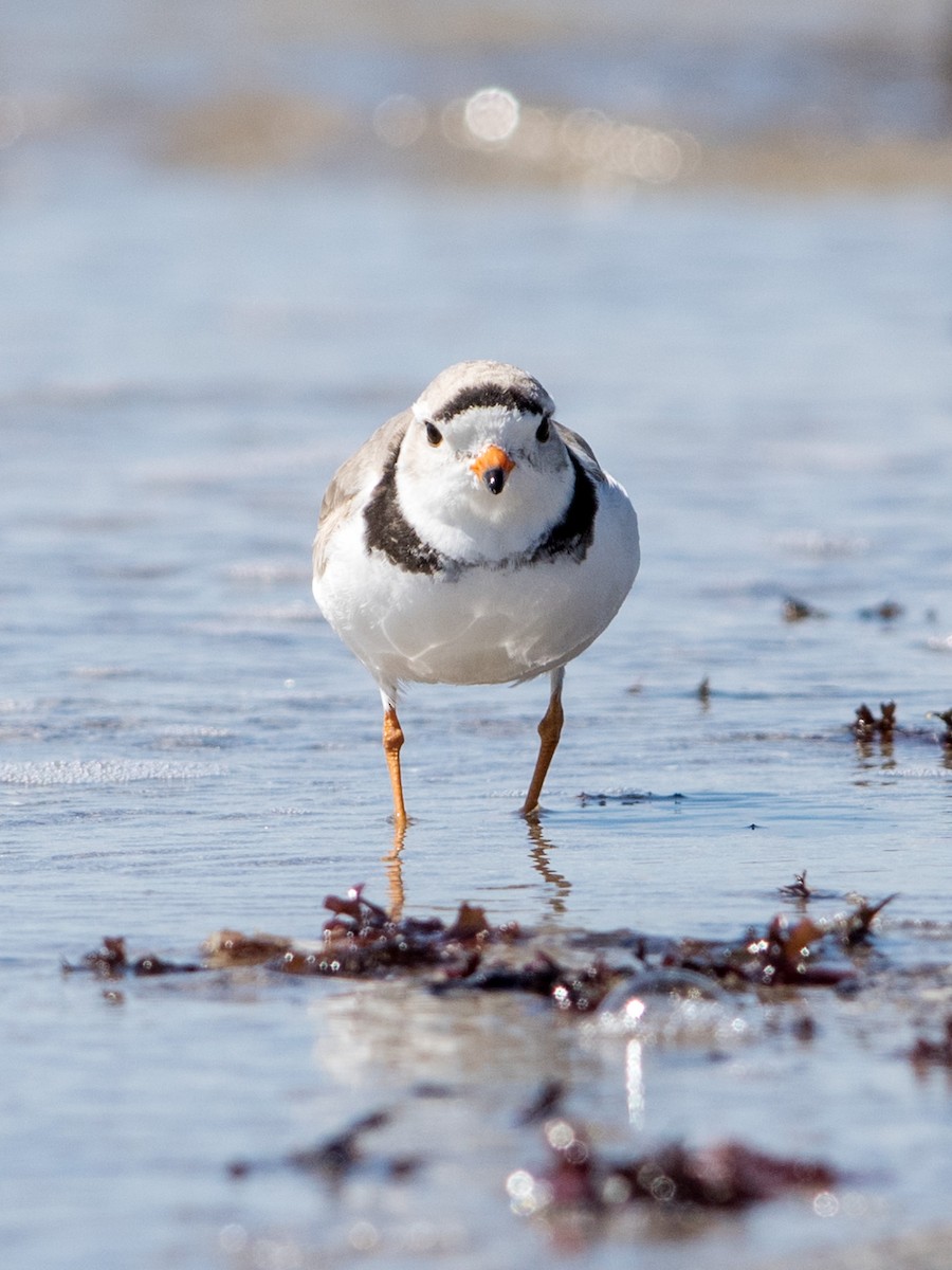 Piping Plover - ML434415971