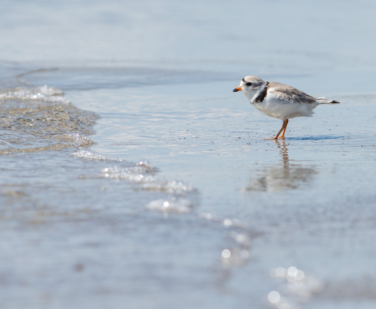 Piping Plover - ML434415991