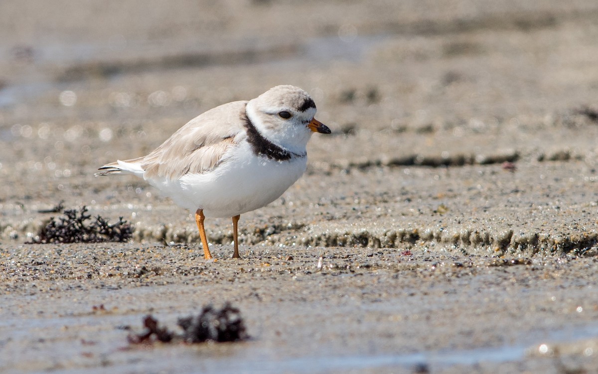 Piping Plover - Fyn Kynd