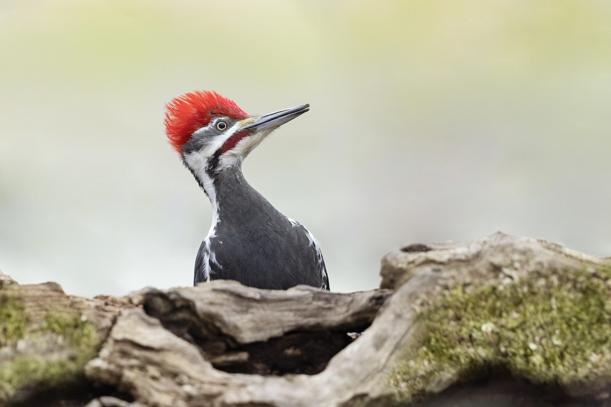 Pileated Woodpecker - Matt Misewicz