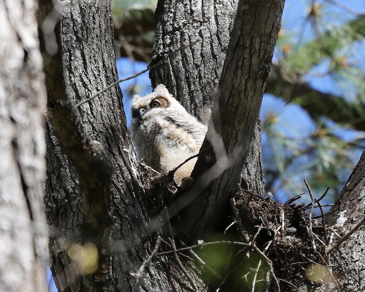Great Horned Owl - ML434421381