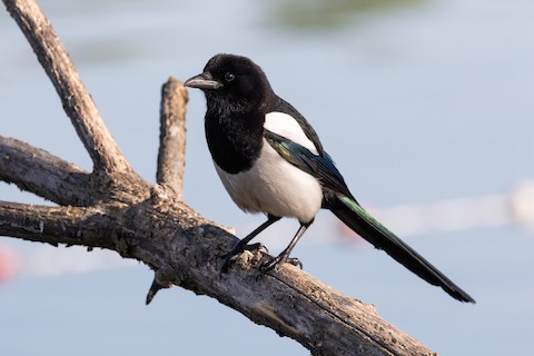 Eurasian Magpie - eBird