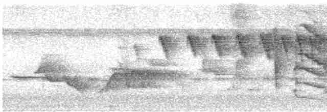 Hochland-Ameisenschlüpfer - ML434425651