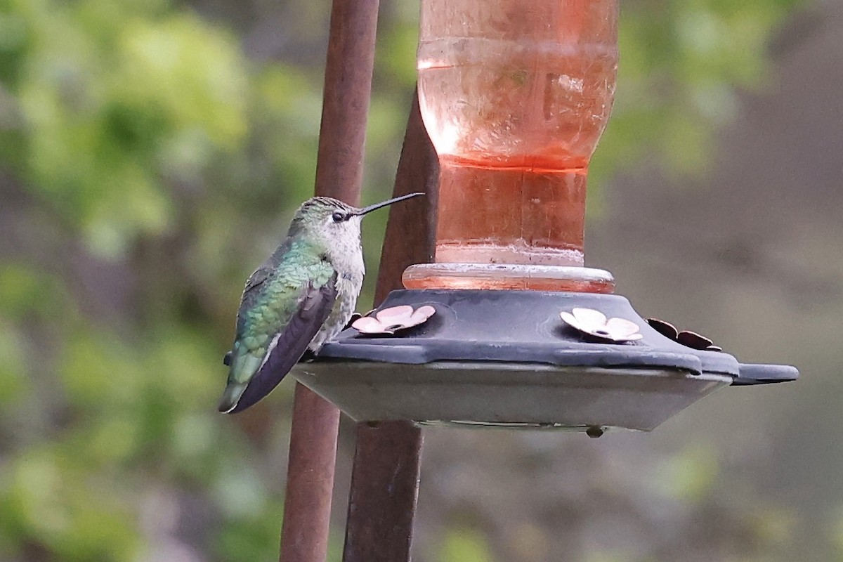 Anna's Hummingbird - ML434441431