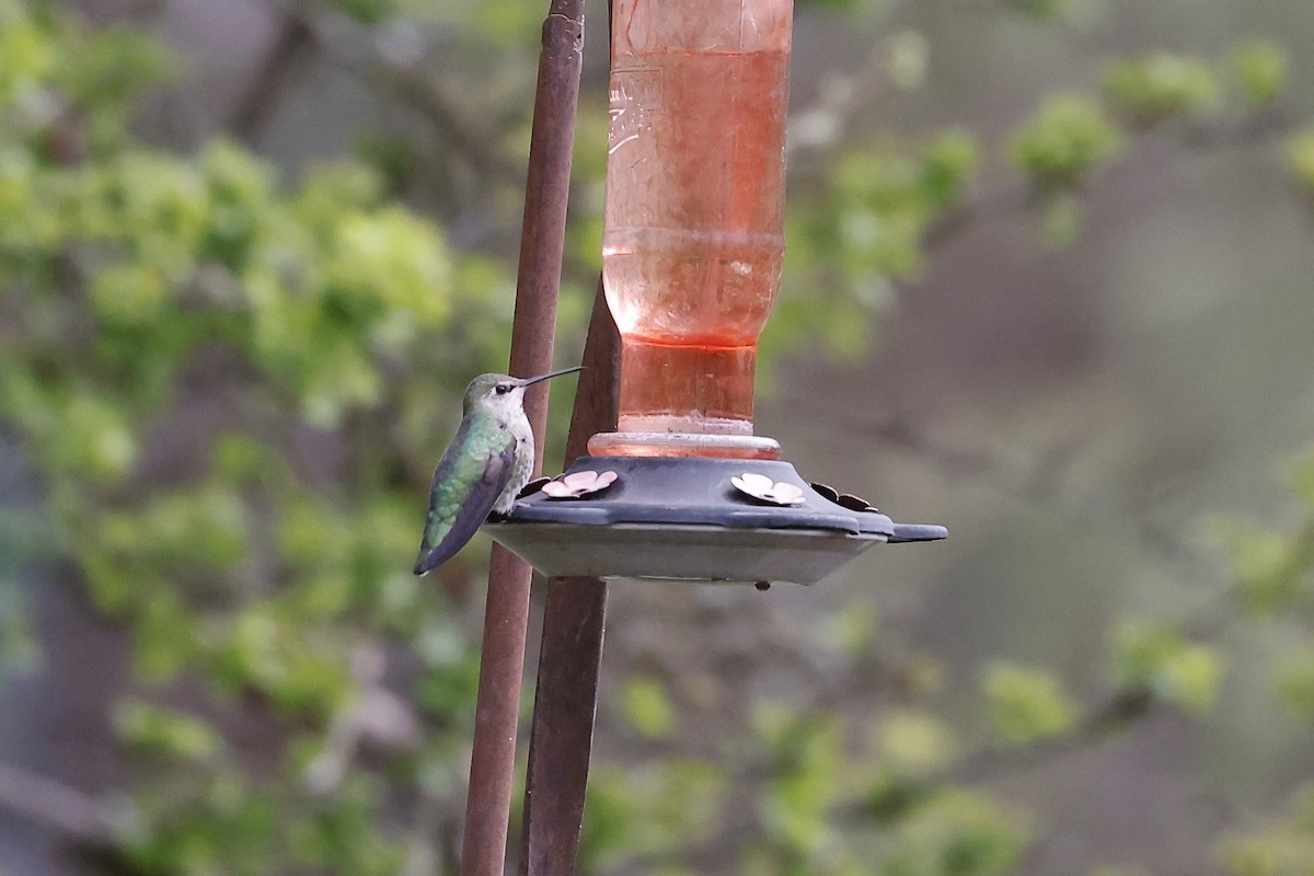 Anna's Hummingbird - Jim Parrish