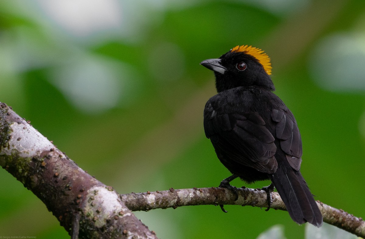 Tawny-crested Tanager - ML434456131