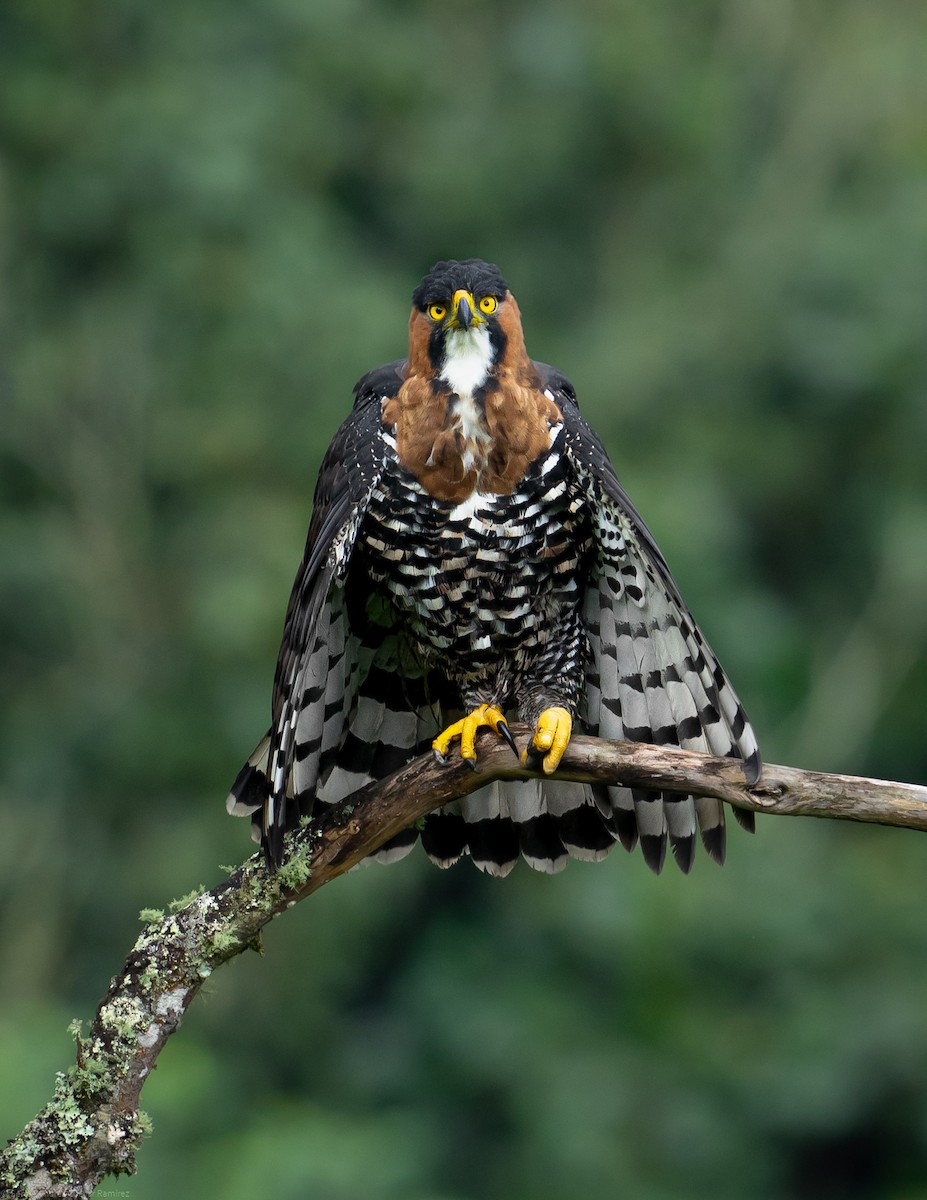 Ornate Hawk-Eagle - Sergio Andrés  Cuéllar Ramírez