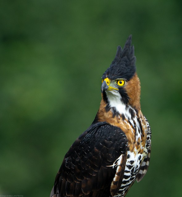 Águila Elegante - eBird Colombia