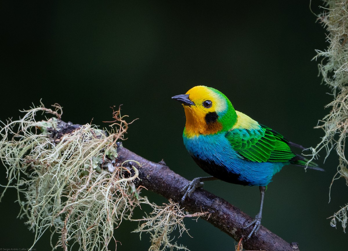 Multicolored Tanager - ML434459681