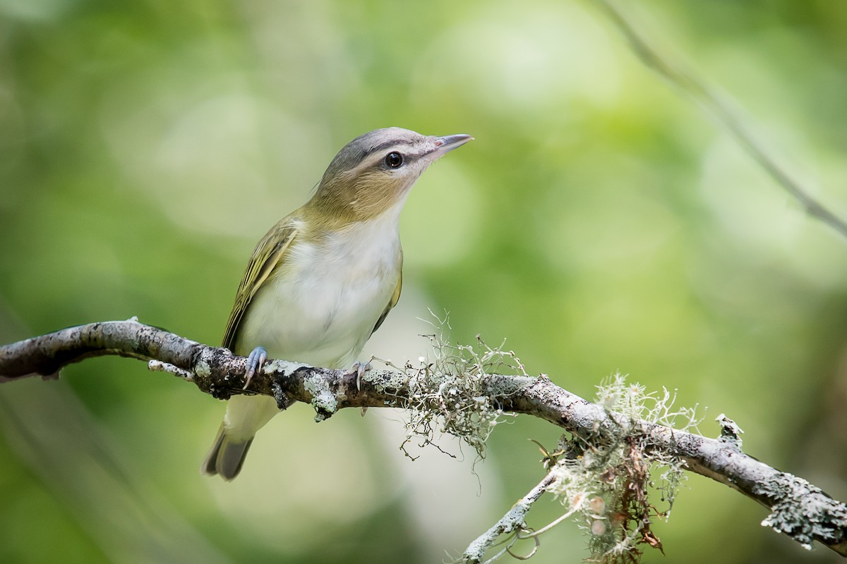 Red-eyed Vireo - Melissa James