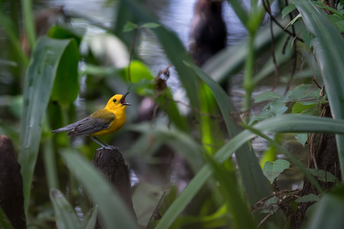 Prothonotary Warbler - Melissa James