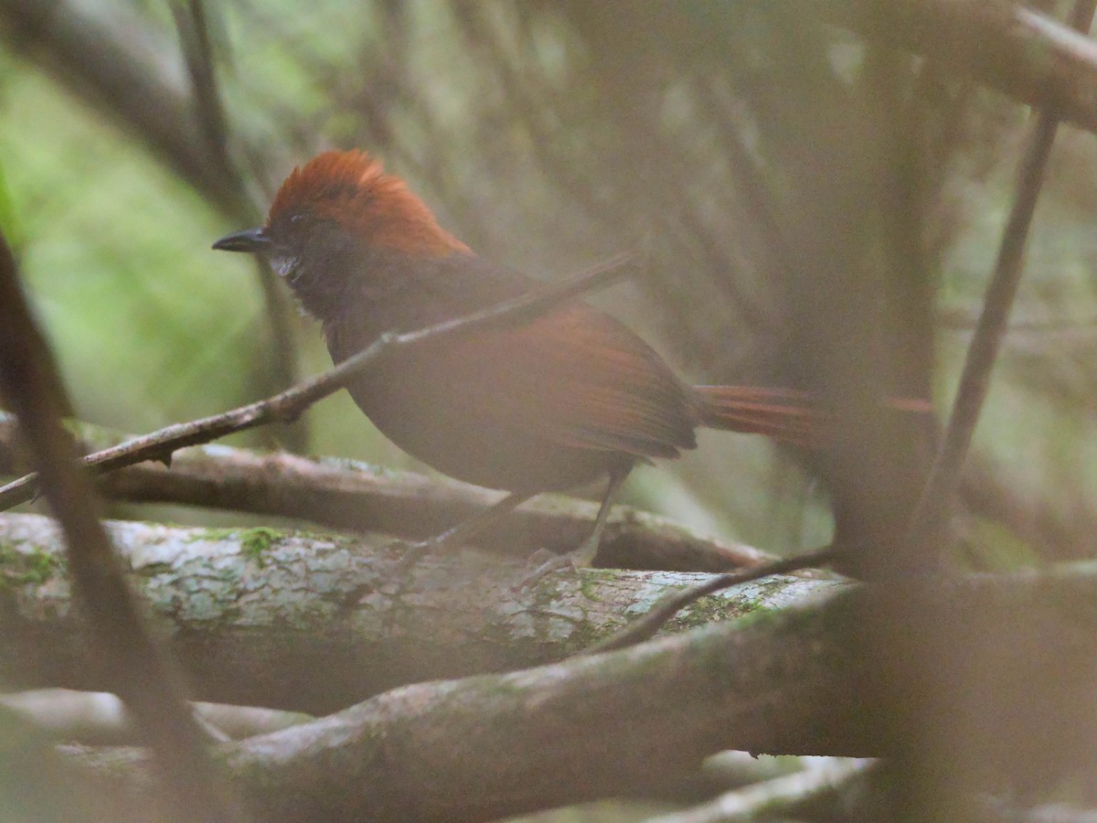 Pinto's Spinetail - ML434465151