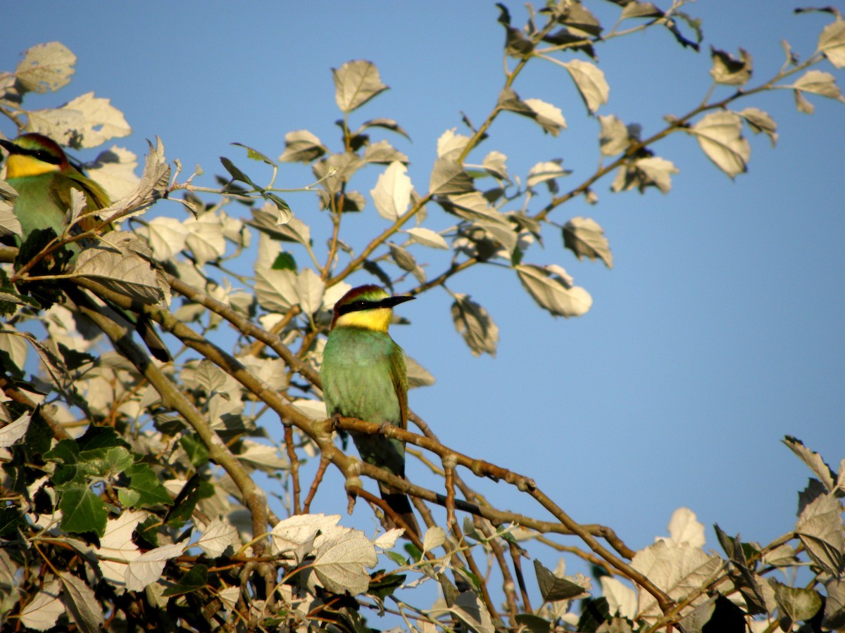 European Bee-eater - Gonzalo Gil Marqués