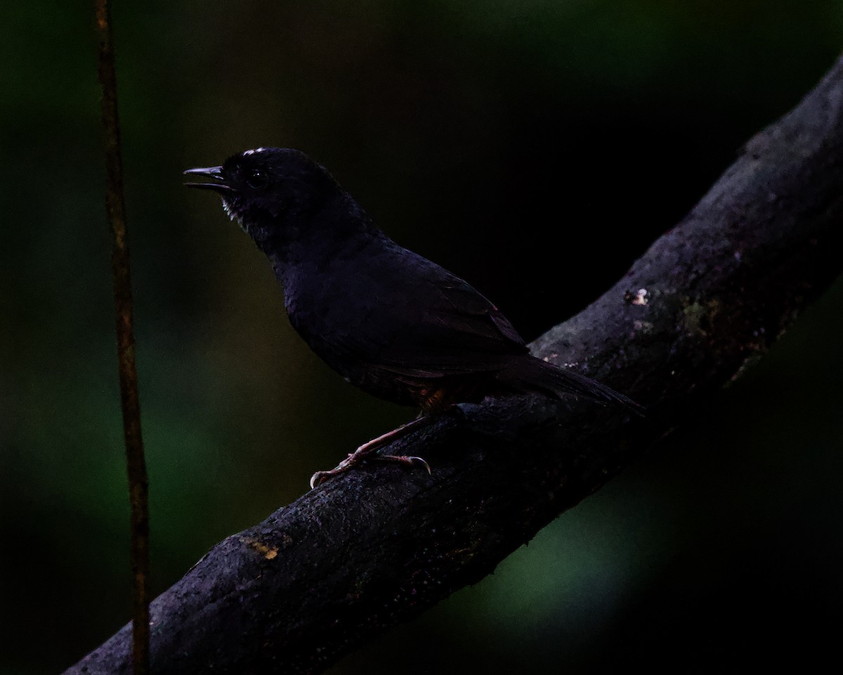 White-crowned Tapaculo - ML434468031