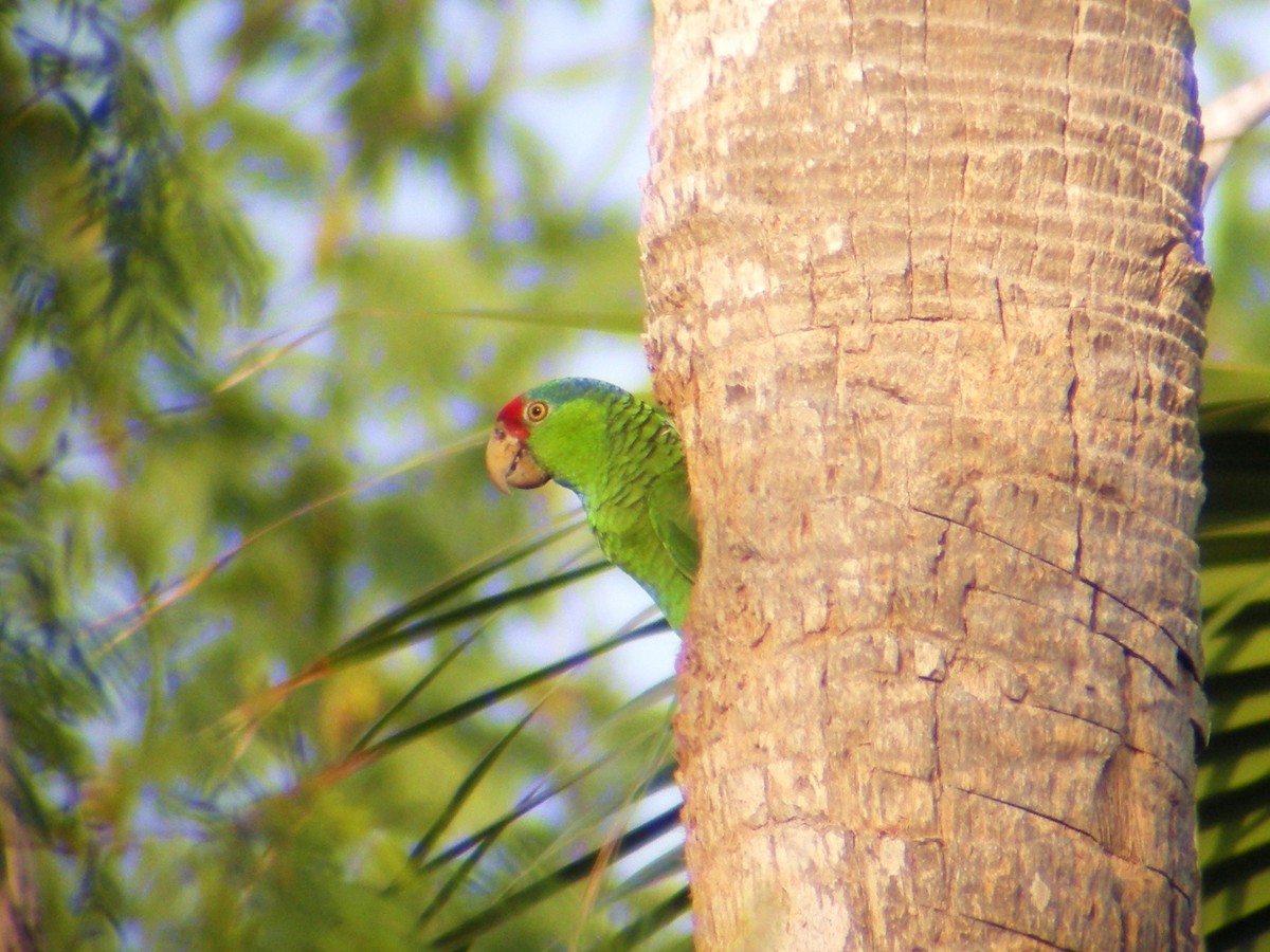 Red-crowned Parrot - ML43446951
