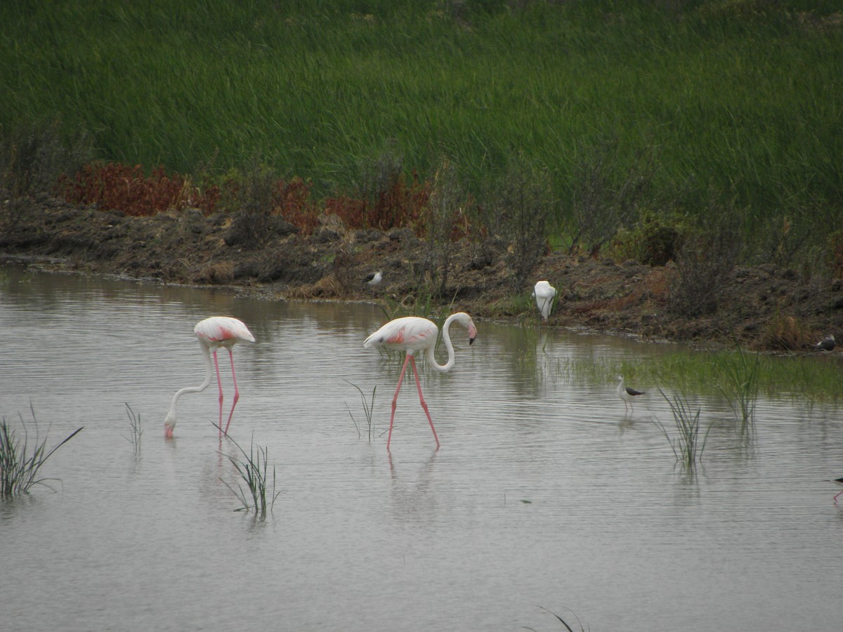 Greater Flamingo - Gonzalo Gil Marqués