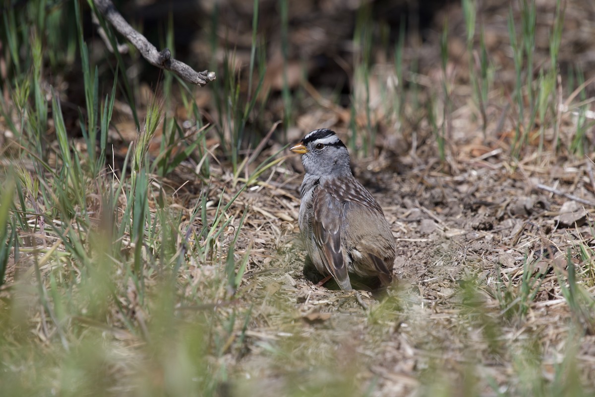 White-crowned Sparrow - Sue Palmer
