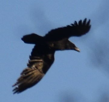 Common Raven - Ray Doyle