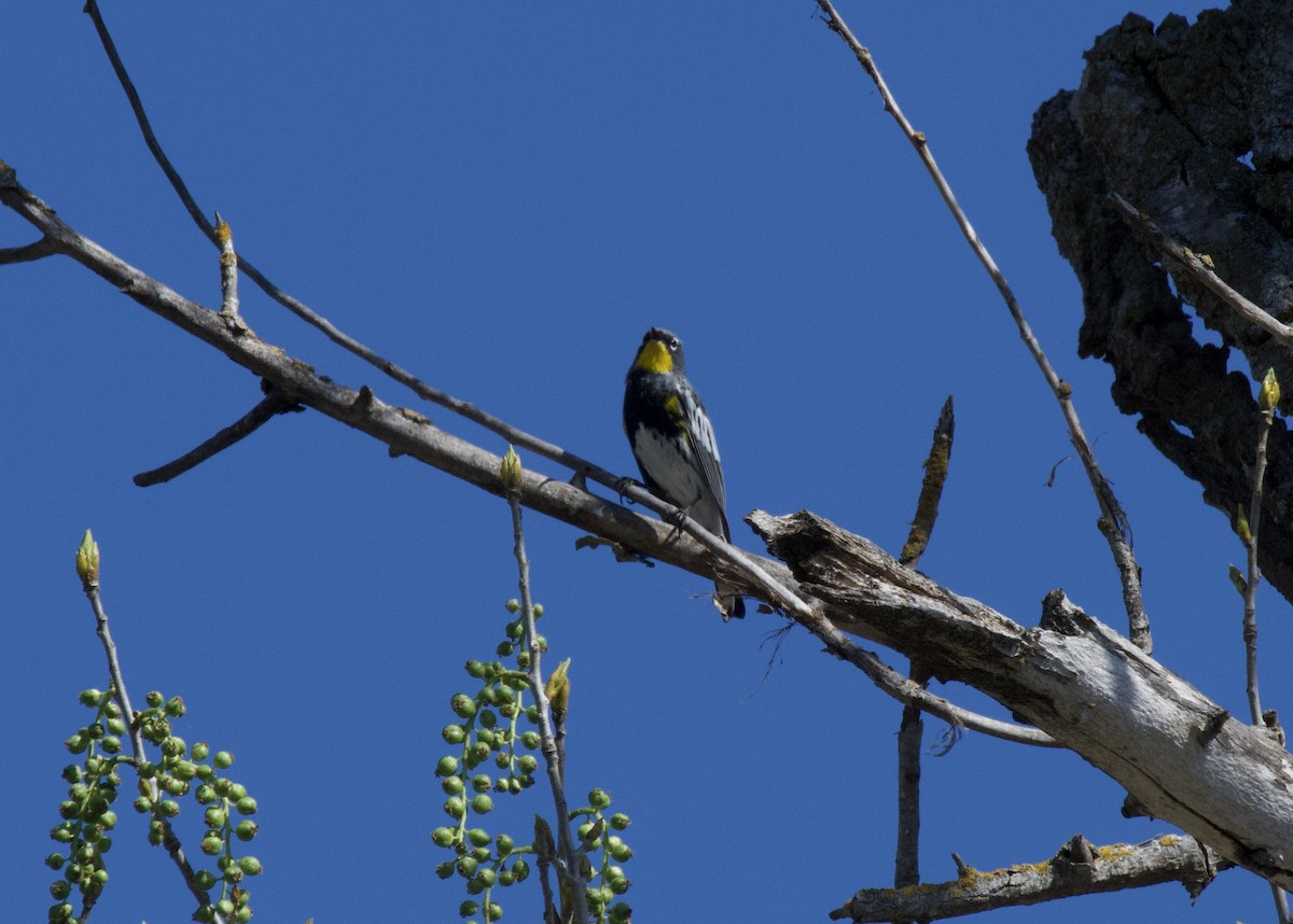 Yellow-rumped Warbler (Audubon's) - ML434478081