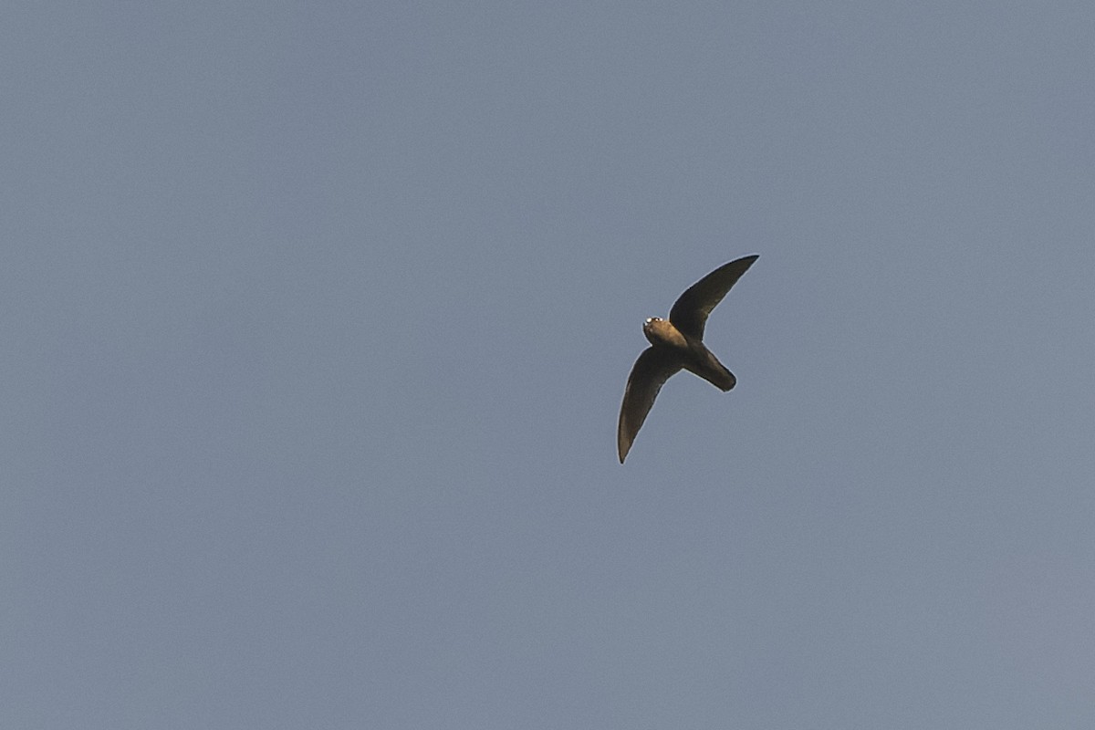 Spot-fronted Swift - ML434478451