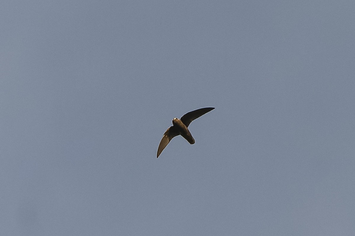 Spot-fronted Swift - ML434478461