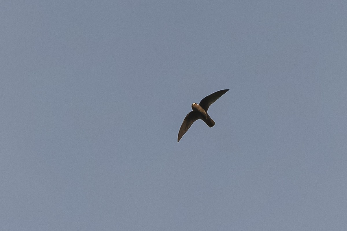 Spot-fronted Swift - ML434478481