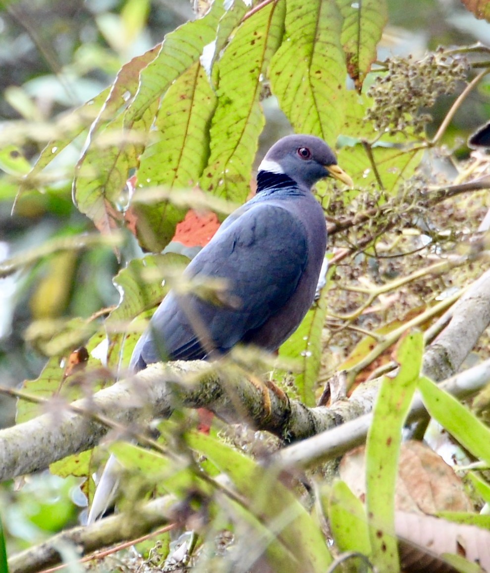 Band-tailed Pigeon - Neil Wingert