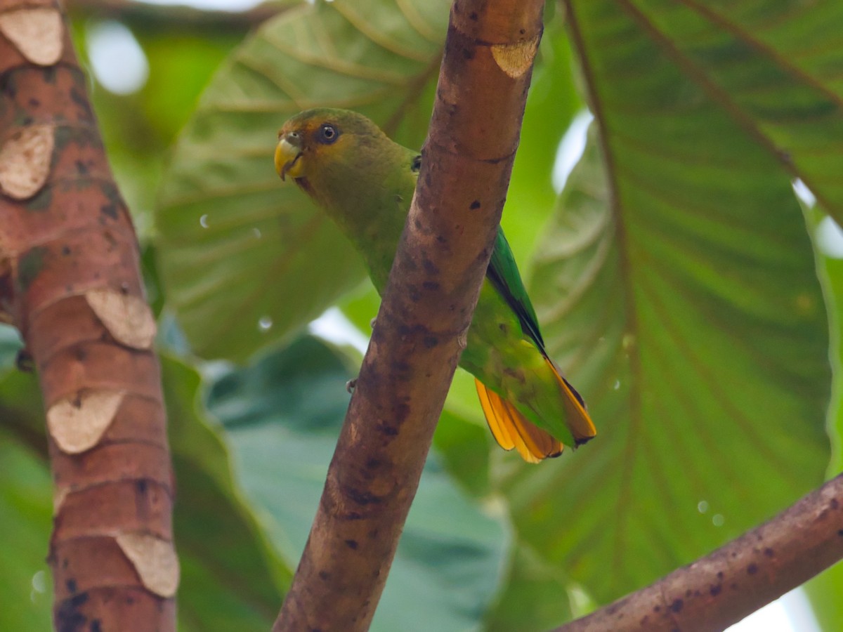Golden-tailed Parrotlet - ML434480561